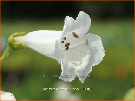 Penstemon &#039;White Bedder&#039; | Schildpadbloem, Slangenkop