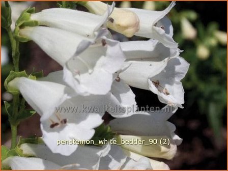 Penstemon &#039;White Bedder&#039; | Schildpadbloem, Slangenkop