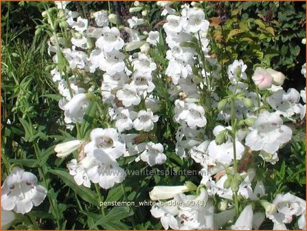 Penstemon &#039;White Bedder&#039; | Schildpadbloem, Slangenkop