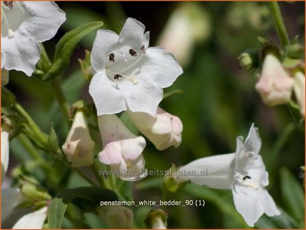 Penstemon &#039;White Bedder&#039; | Schildpadbloem, Slangenkop