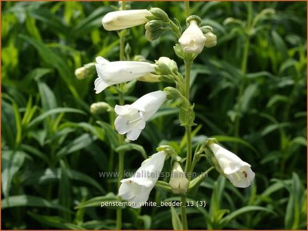 Penstemon &#039;White Bedder&#039; | Schildpadbloem, Slangenkop