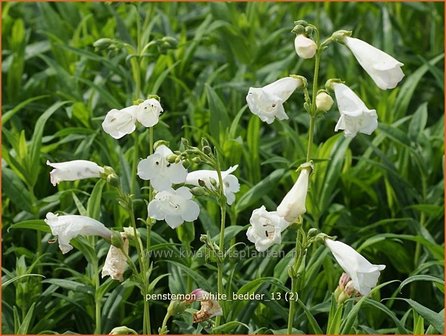 Penstemon &#039;White Bedder&#039; | Schildpadbloem, Slangenkop