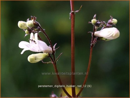 Penstemon digitalis &#039;Husker Red&#039; | Schildpadbloem, Slangenkop