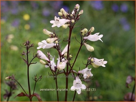 Penstemon digitalis &#039;Husker Red&#039; | Schildpadbloem, Slangenkop