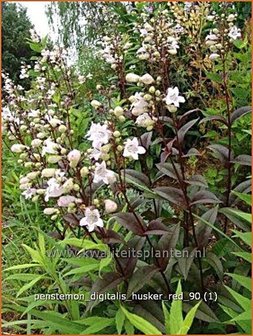 Penstemon digitalis &#039;Husker Red&#039; | Schildpadbloem, SlangenkopPenstemon digitalis &#039;Husker Red&#039; | Sch