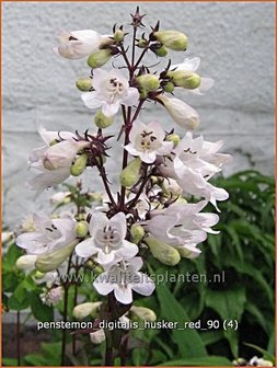 Penstemon digitalis &#039;Husker Red&#039; | Schildpadbloem, Slangenkop