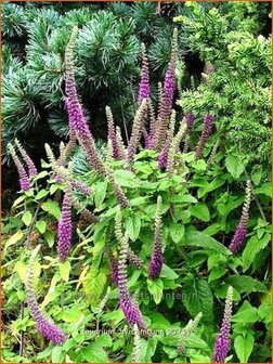 Teucrium hyrcanicum | Gamander