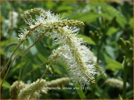 Sanguisorba obtusa &#039;Alba&#039; | Pimpernel, Sorbenkruid