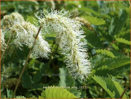 Sanguisorba obtusa &#039;Alba&#039; | Pimpernel, Sorbenkruid