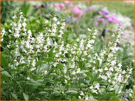 Salvia officinalis &#039;Albiflora&#039; | Salie, Keukensalie