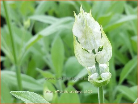 Salvia officinalis &#039;Albiflora&#039; | Echte salie, Keukensalie, Salie, Salvia