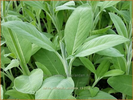 Salvia officinalis &#039;Albiflora&#039; | Echte salie, Keukensalie, Salie, Salvia