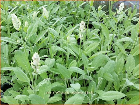 Salvia officinalis &#039;Albiflora&#039; | Echte salie, Keukensalie, Salie, Salvia