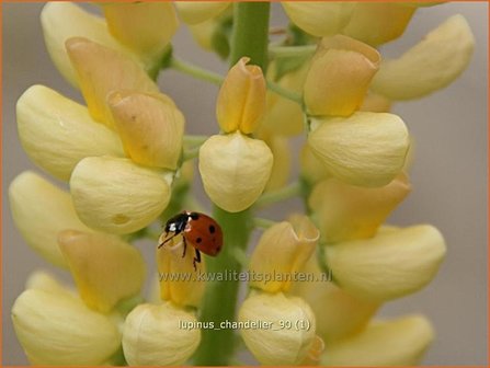 Lupinus &#039;Chandelier&#039; | Lupine