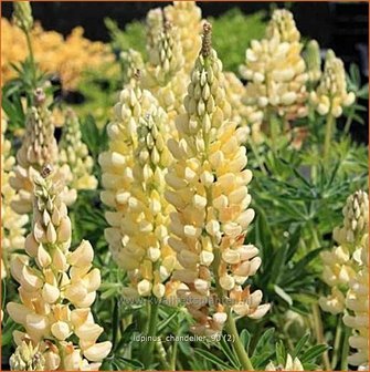 Lupinus &#039;Chandelier&#039; | Lupine