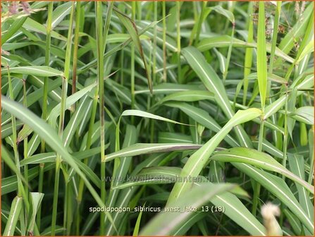 Spodiopogon sibiricus &#039;West Lake&#039; | Siberisch siergras