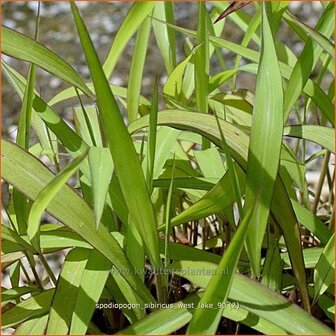 Spodiopogon sibiricus &#039;West Lake&#039; | Siberisch siergras