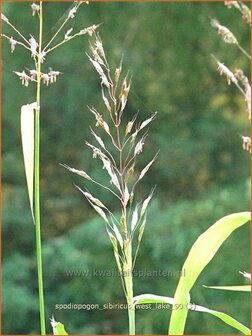 Spodiopogon sibiricus &#039;West Lake&#039; | Siberisch siergras