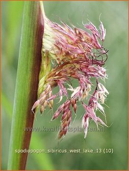 Spodiopogon sibiricus &#039;West Lake&#039; | Siberisch siergras