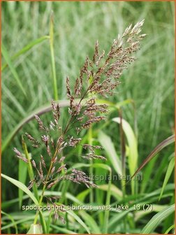 Spodiopogon sibiricus &#039;West Lake&#039; | Siberisch siergras