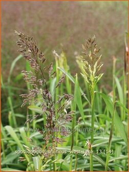 Spodiopogon sibiricus &#039;West Lake&#039; | Siberisch siergras