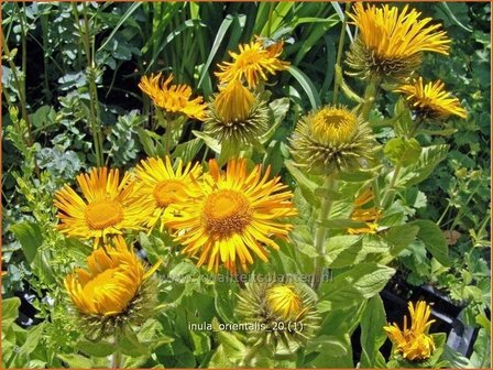 Inula orientalis | Oosterse alant