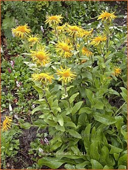 Inula orientalis | Oosterse alantInula orientalis | Oosterse alant