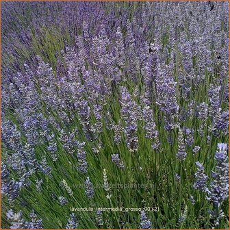 Lavandula intermedia &#039;Grosso&#039; | Lavandin, Lavendel