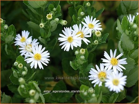 Aster ageratoides &#039;Starshine&#039; | Aster