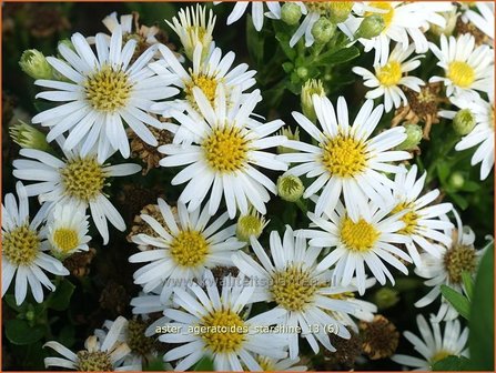 Aster ageratoides &#039;Starshine&#039; | Aster