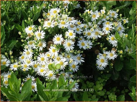 Aster ageratoides &#039;Starshine&#039; | Aster