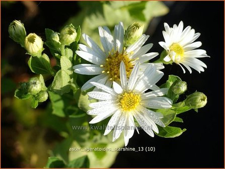 Aster ageratoides &#039;Starshine&#039; | Aster