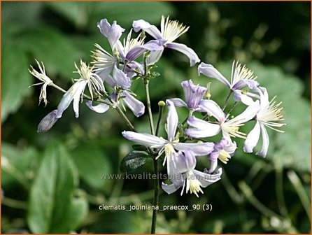 Clematis jouiniana &#039;Praecox&#039; | Bosrank