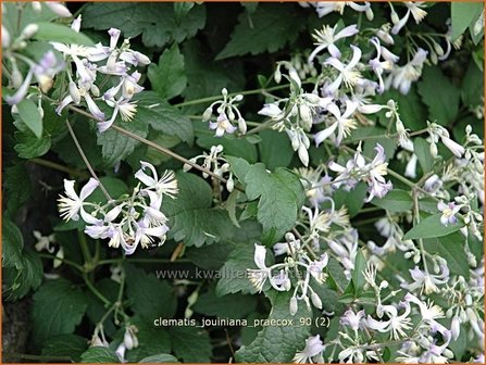 Clematis jouiniana &#039;Praecox&#039; | Bosrank