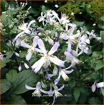 Clematis jouiniana &#039;Praecox&#039; | Bosrank