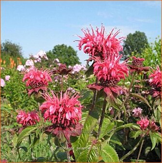 Monarda &#039;Balance&#039; | Bergamotplant