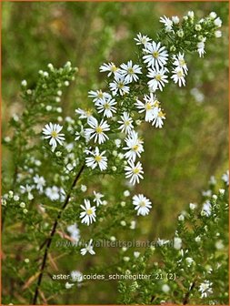 Aster ericoides &amp;#39;Schneegitter&amp;#39; | Heideaster, Sluieraster, Aster | Heide-Aster