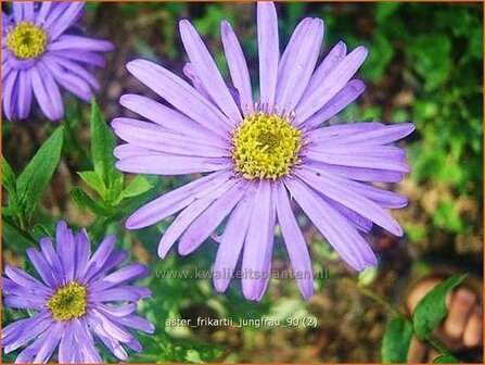 Aster frikartii &#039;Jungfrau&#039; | Aster