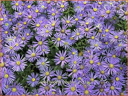 Aster frikartii &#039;Jungfrau&#039; | Aster