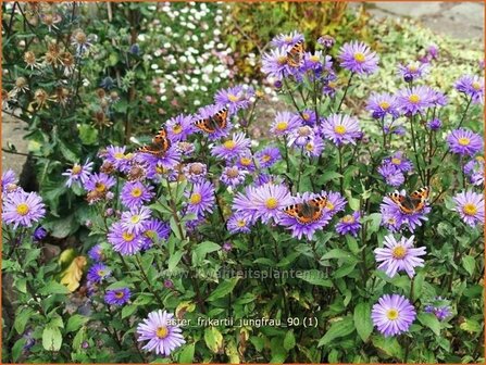 Aster frikartii &#039;Jungfrau&#039; | Aster