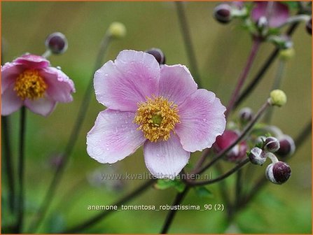 Anemone tomentosa &#039;Robustissima&#039; | Anemoon, HerfstanemoonAnemone tomentosa &#039;Robustissima&#039; | Anemoon