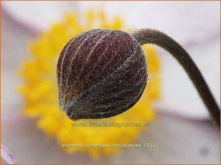 Anemone tomentosa &#039;Robustissima&#039; | Anemoon, Herfstanemoon