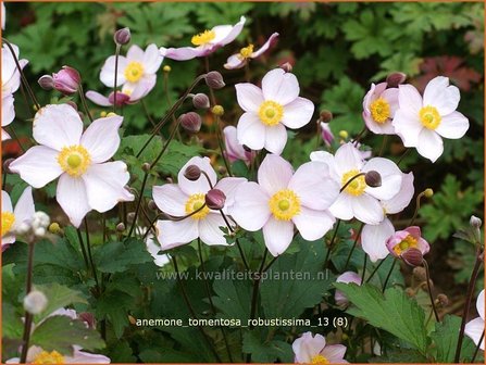 Anemone tomentosa &#039;Robustissima&#039; | Anemoon, Herfstanemoon