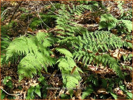 Dryopteris marginalis | Niervaren