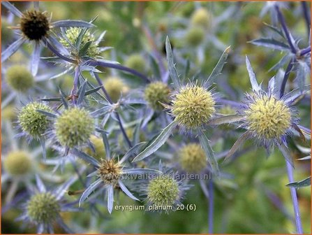 Eryngium planum | Kruisdistel