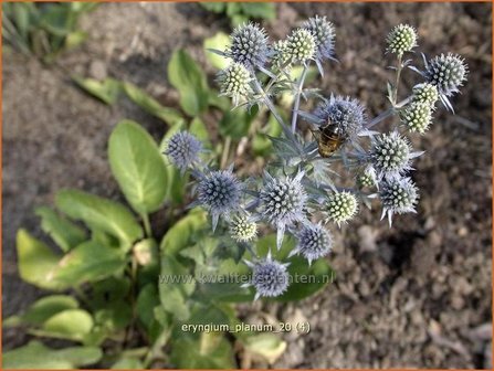 Eryngium planum | Kruisdistel