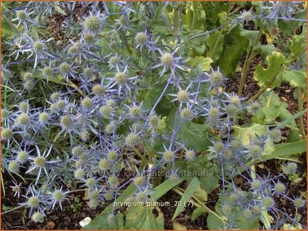 Eryngium planum | Kruisdistel