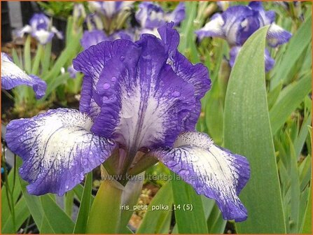 Iris &#039;Petit Polka&#039; | Iris, Lis