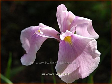 Iris ensata &#039;Topas&#039; | Japanse iris