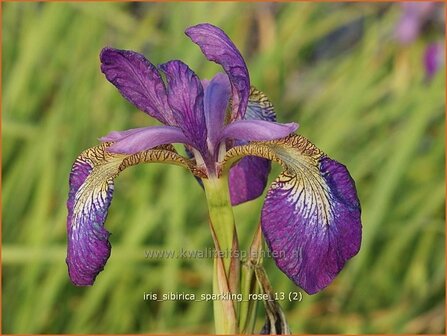 Iris sibirica &#039;Silver Edge&#039; | Iris, Lis, Siberische iris